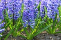 Common Hyacinth Hyacinthus Blue jacket, some deep blue flowering plants